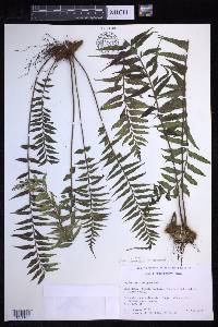 Asplenium neobrackenridgei image