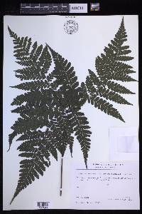 Triplophyllum troupinii image