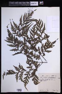 Tectaria mesodon image