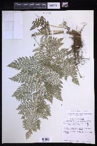 Dryopteris karwinskyana image