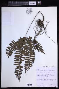 Triplophyllum securidiforme image