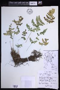 Dryopteris cinnamomea image