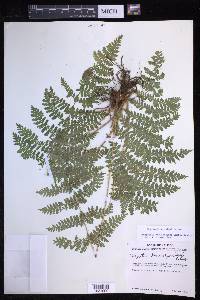 Dryopteris karwinskyana image