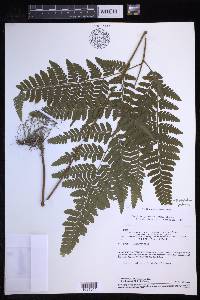 Triplophyllum protensum image