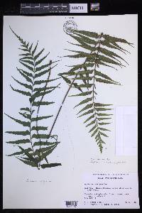 Asplenium neobrackenridgei image