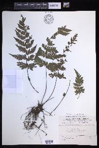 Tectaria gurupahensis image
