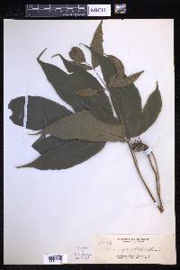 Tectaria siifolia image