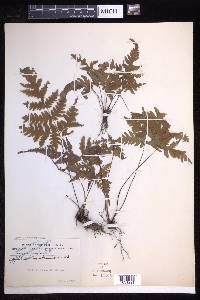 Tectaria membranacea image