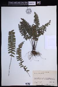 Lindsaea lancea image