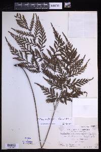 Tectaria mesodon image