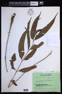 Tectaria repanda image