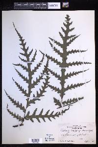 Tectaria godeffroyi image