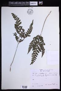 Triplophyllum protensum image