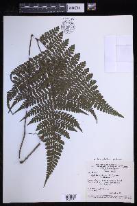 Triplophyllum protensum image