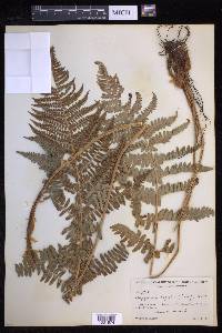 Dryopteris arguta image