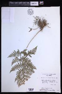 Dryopteris karwinskyana image