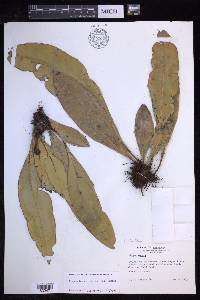 Elaphoglossum luridum image