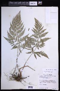 Dryopteris rossii image