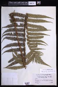 Dryopteris wallichiana image