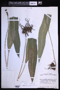 Elaphoglossum sartorii image