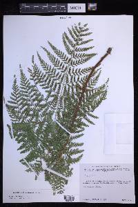 Dryopteris rossii image