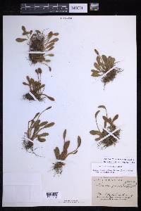 Elaphoglossum piloselloides image