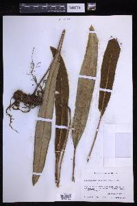 Elaphoglossum latifolium image