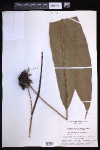 Elaphoglossum longifolium image