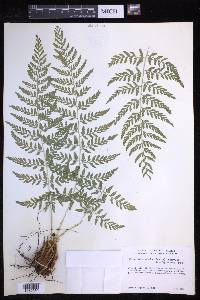 Dryopteris patula image