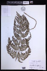 Dryopteris patula image