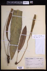 Elaphoglossum latifolium image