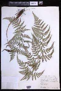 Dryopteris patula image