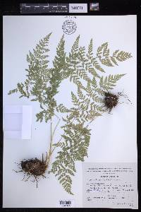 Dryopteris patula image