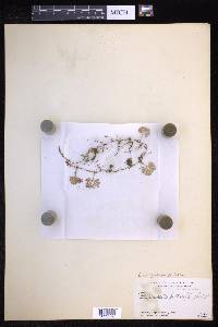 Elaphoglossum peltatum image