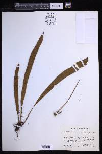 Elaphoglossum vestitum image