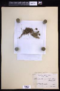 Elaphoglossum peltatum image
