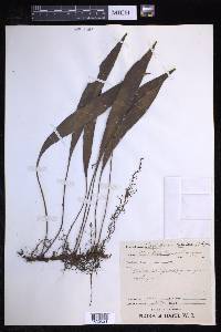 Elaphoglossum sellowianum image