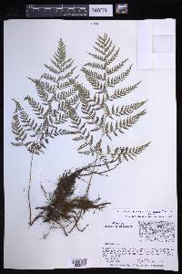 Dryopteris patula image