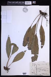 Elaphoglossum latifolium image