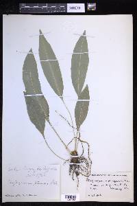 Elaphoglossum maxonii image