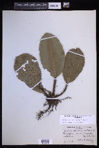 Elaphoglossum crinitum image