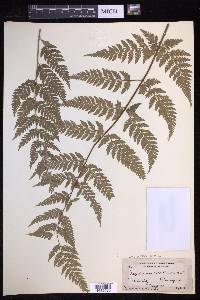 Dryopteris patula image