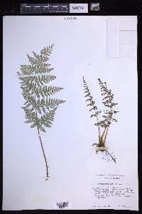 Dryopteris patula image