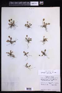 Elaphoglossum piloselloides image