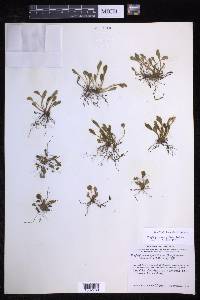 Elaphoglossum piloselloides image