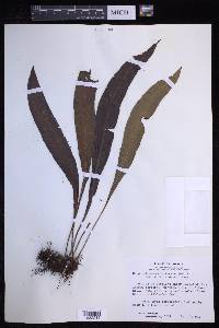 Elaphoglossum chartaceum image