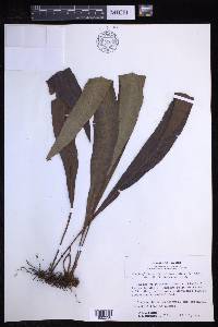 Elaphoglossum chartaceum image