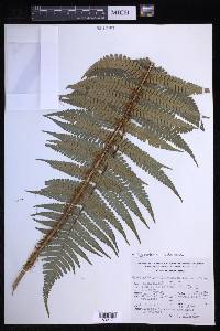 Dryopteris wallichiana image