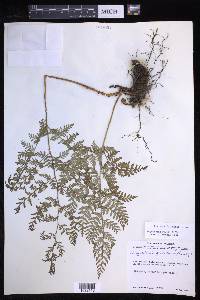 Dryopteris rossii image