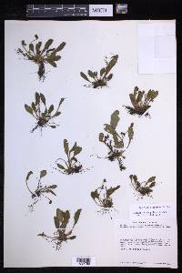 Elaphoglossum piloselloides image